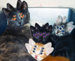 Furry and therian group <3