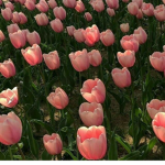 Real Tulips