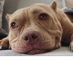 The Pit Bull Group