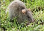 The Drippy Rats