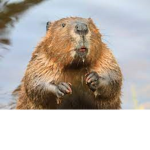 The Beavers!!