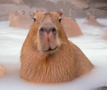 Capybara is the goat!