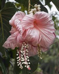 Pink Hibiscus