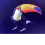 The long toucans