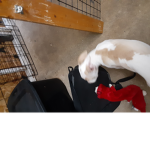 The Cute Bunny's!