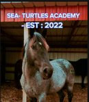 - SEA TURTLE ACADEMY -