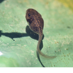 The Tadpoles United