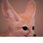 FennecFoxGames