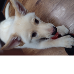 Dogs are awesome41