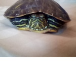 Tippi Turtle Fan Club