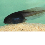Fun Yuns