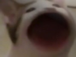 猫海賊団