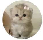 Hamster memory