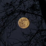 TheMoonWatchesEverything