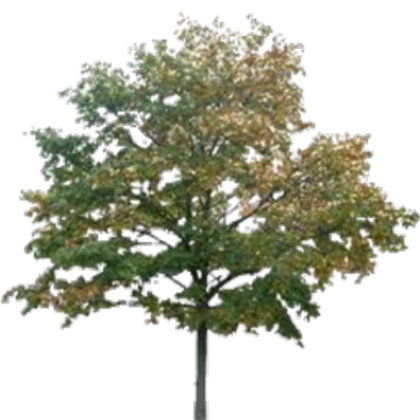 Transparent Tree Roblox decal