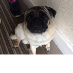 Gamer pugs!