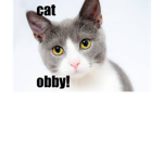 OBBY CATS!