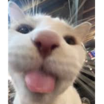 Cat's Group Of Goobers