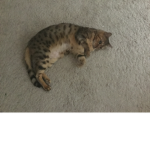 The Kitten Club Official