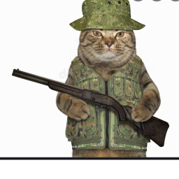 Cat War