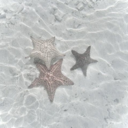 𝜗 ⋆˚🐚˚⋆ 𝜚