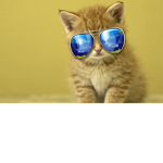 The Crazy Kitty Club