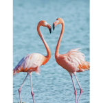 Aubrees Flamingos!!
