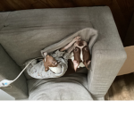 Dogs club house