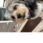Dogs are the best cutest thing in the world