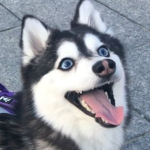 Legendary wolf community!