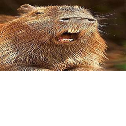 survive the capybara the killers!!!