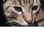 Simplecat