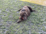 Tucker the dog