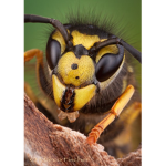 Yellow Jackets United