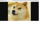 THE TRIBE OF DOGES