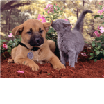 ♥ Animal Lovers Club ♥