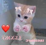 GIGGLERUNSYALL