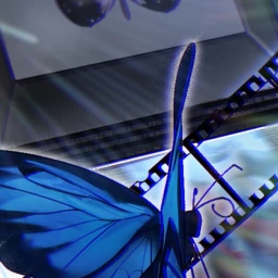 🦋 icon