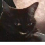 Kat Meow Meow