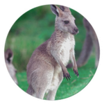 Rosie the queen of kangaroos!