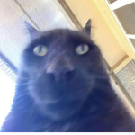 тяαρнσυѕє