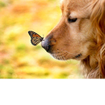 Dogs’ United