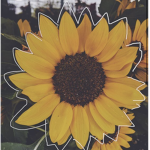 Sunset_sunflowers
