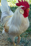 ChickenPlayGB Store