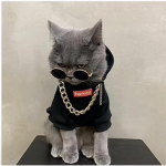Really cool cat