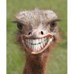 Emu Cult
