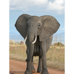 Elephants ####### group