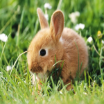 ~'Cute Bunnies'~