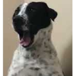 ArmyDoge!