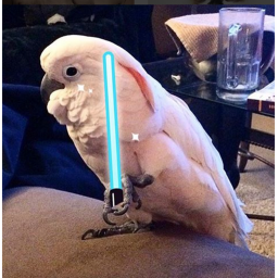 The Jedi Birds's Training grounds